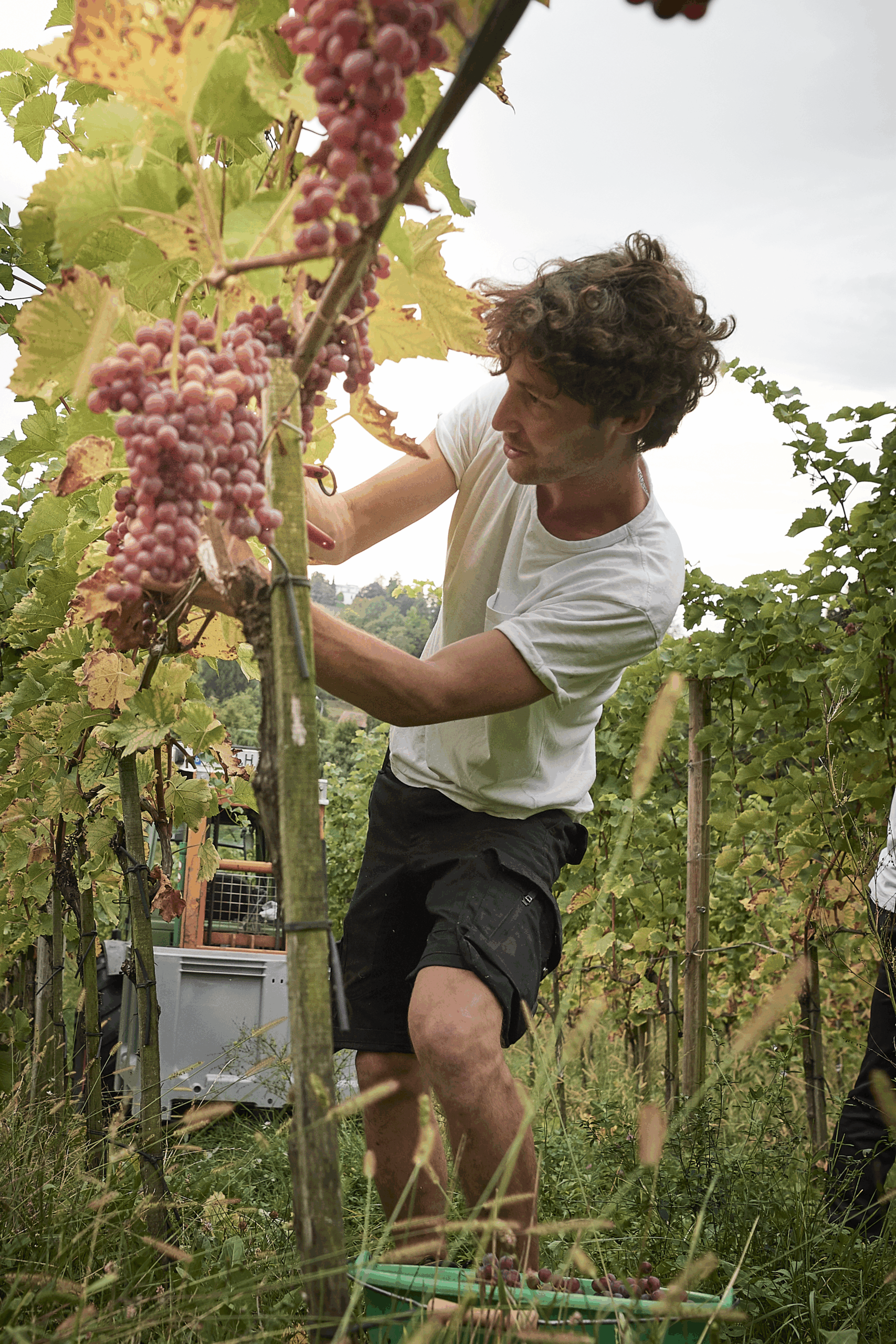 Hari_Pulko_Wgt_Lanz_0081