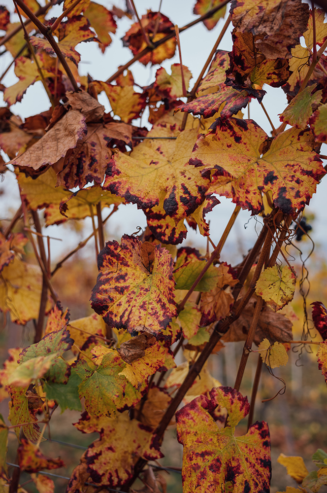 Piemont2025-1006814-web