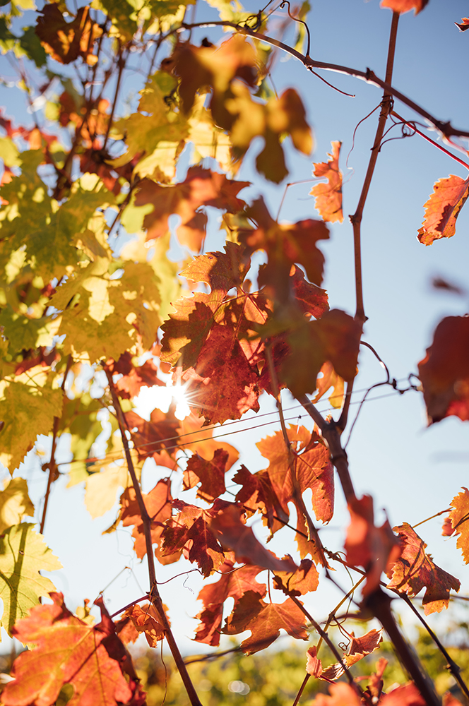 Piemont2025-1006997-web